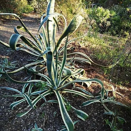 Apartament Cala Sultana -baie Santa Giulia - Rez Jardin 1ere Ligne *