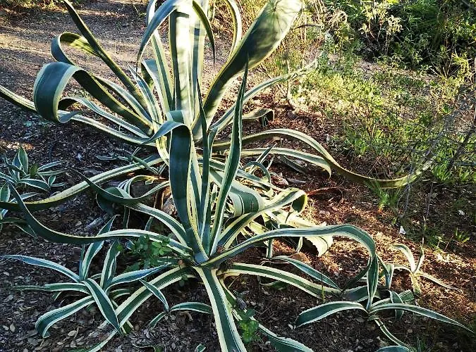 Апартаменты Cala Sultana -baie Santa Giulia - Rez Jardin 1ere Ligne *